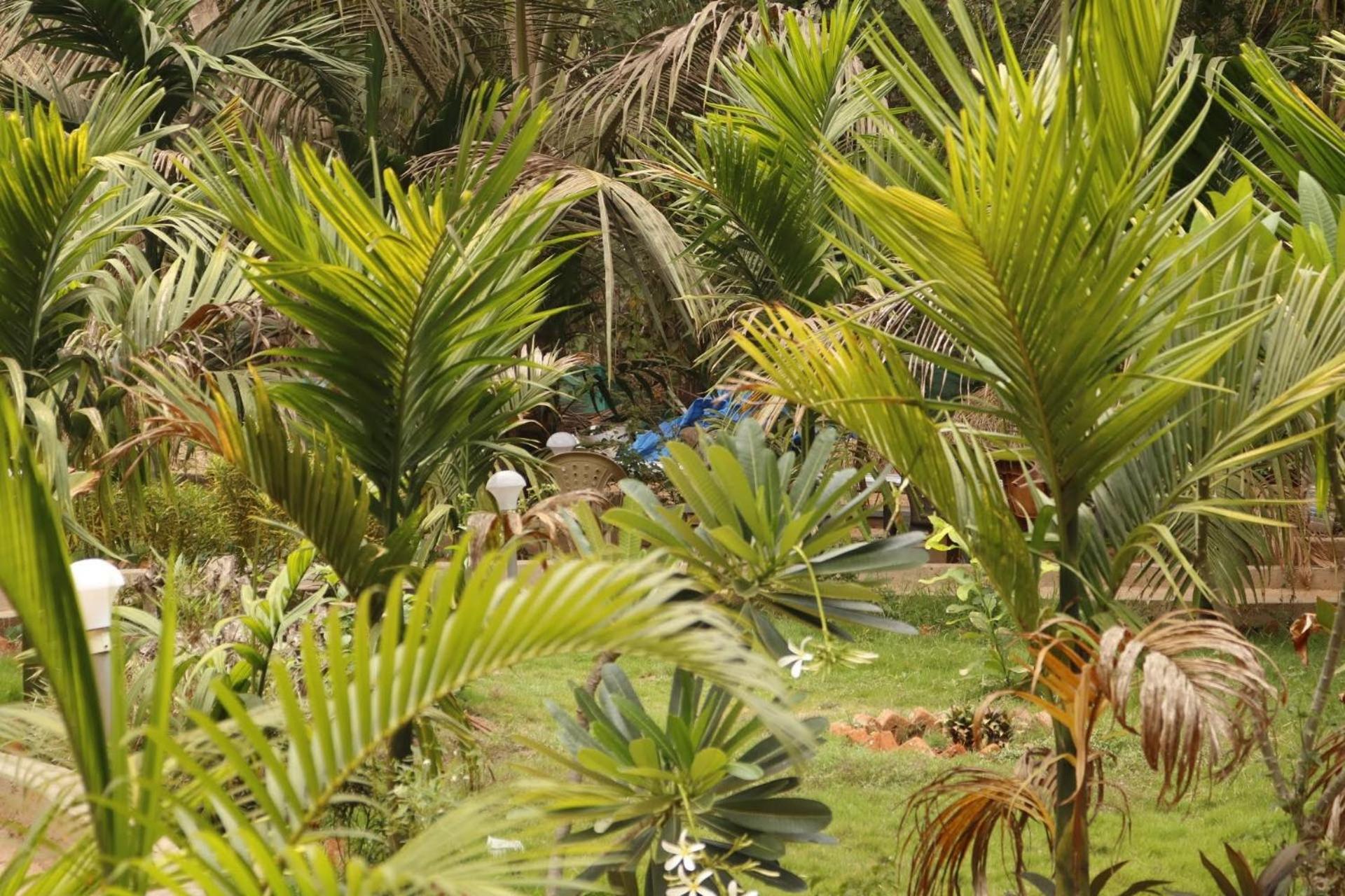 Lavish Exotic Hotel & Apartments Arambol Buitenkant foto